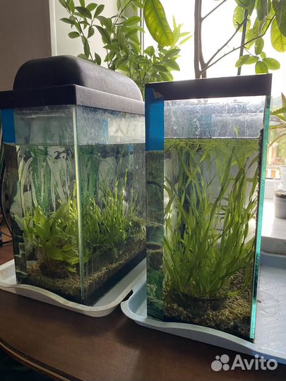 Аквариум