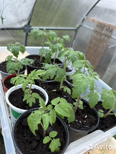 Рассада помидор