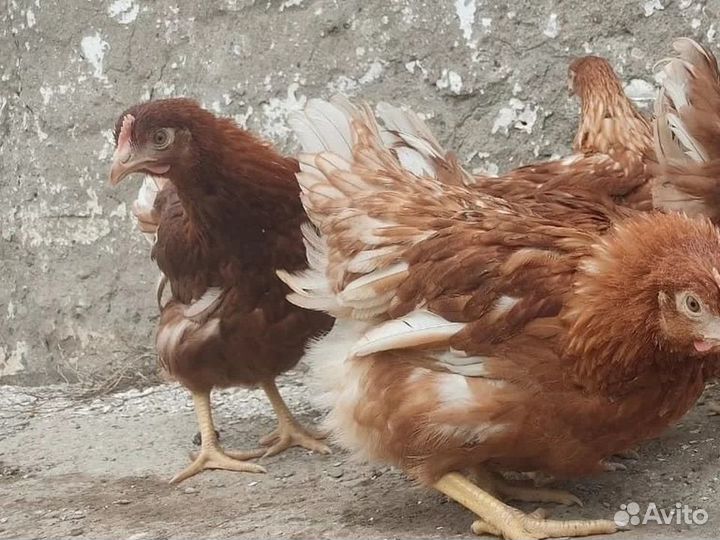 Куры несушки