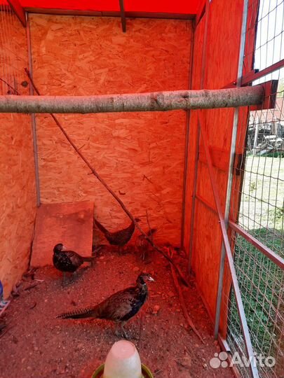 Продажа фазанов