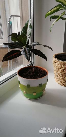 Кротон с кашпо