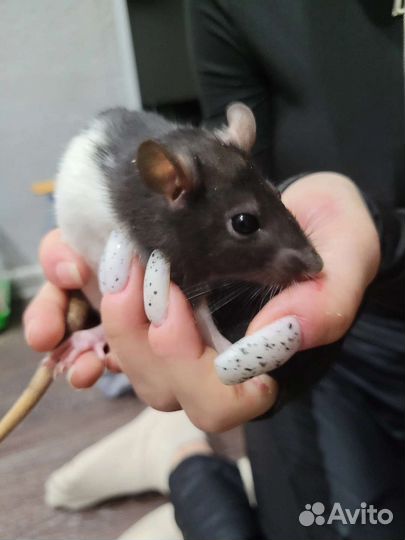 Крысята дамбо девочки