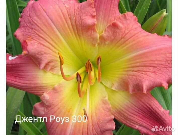 Лилейники сортовые