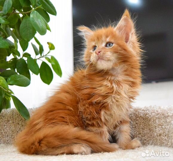 Котята мейн-кун