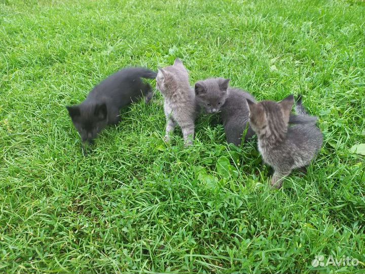 Отдам котят