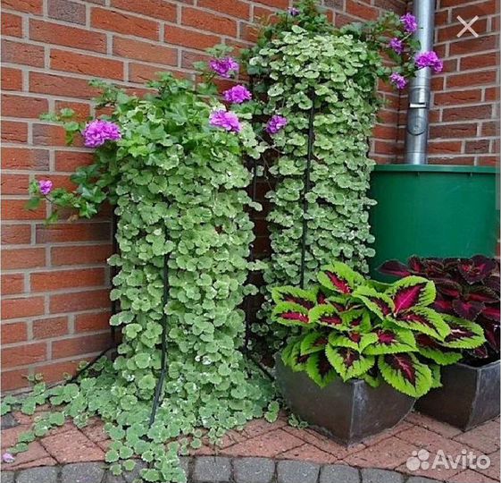 Вербейник, Будра, Цимбалярия