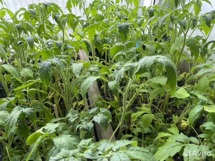 Рассада помидор