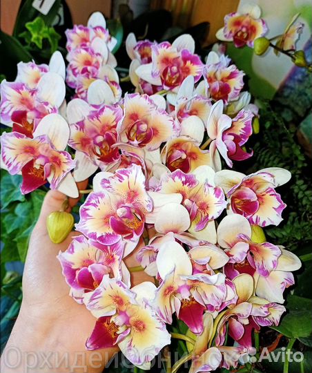 P.Little Gem Stripe '5210'
