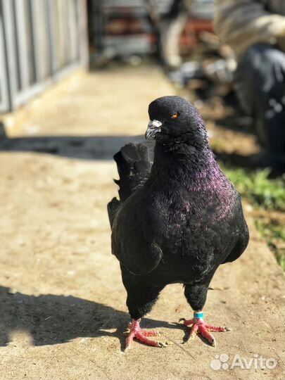 Продажа голубей