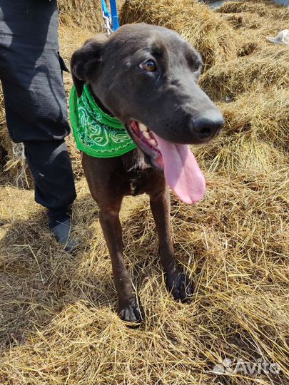 Щенки до года с приюта