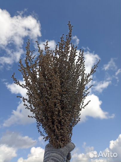 Веники для бани и травы опт полынь донник