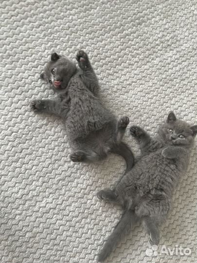 Британские котята