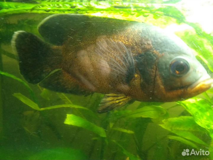 Аквариумные рыбки