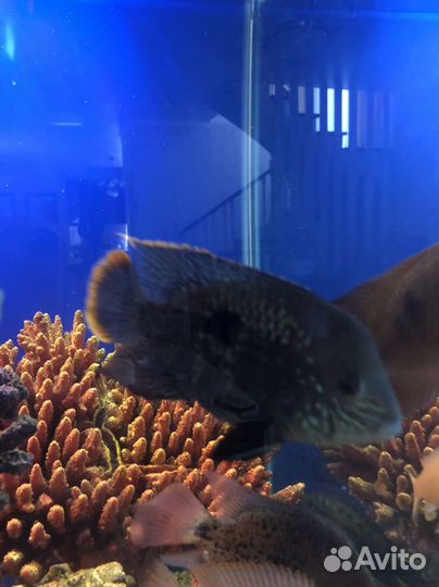 Акара бирюзовая