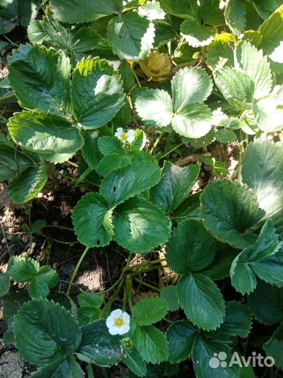 Рассада ремонтантной клубники