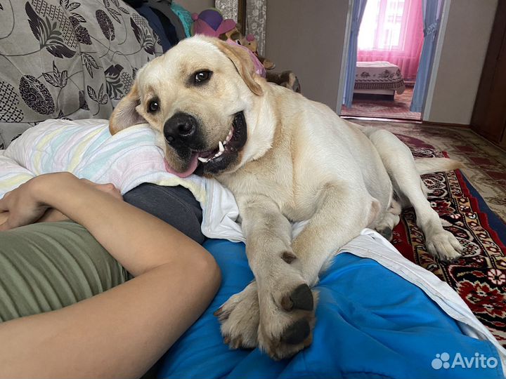 Отдам Лабрадора