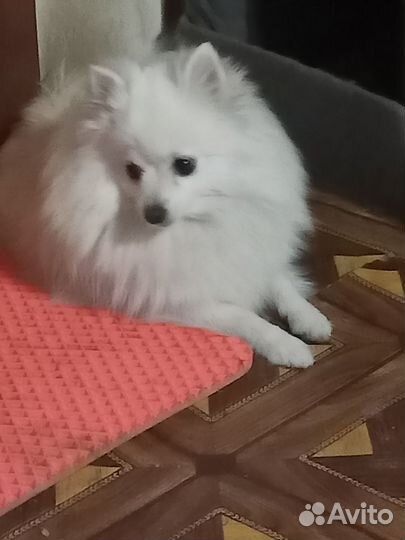 Шпиц девочка 1 месяц ждёт своих хозяев