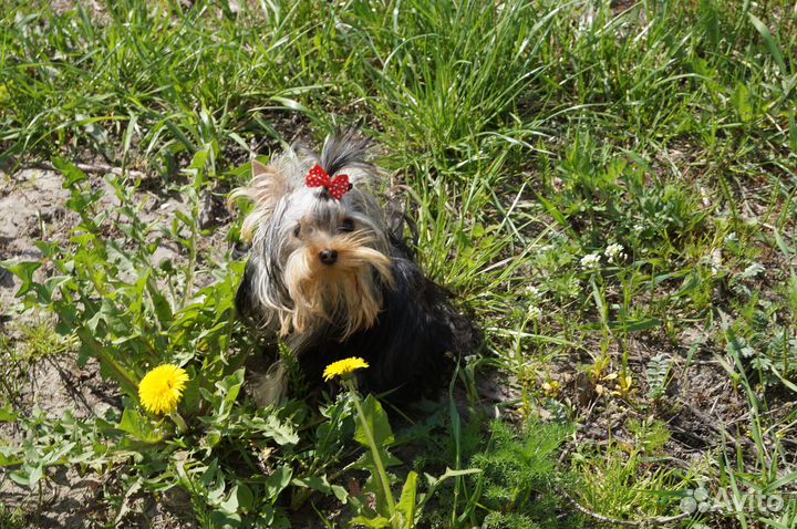 Прелестная крошка просто Дюймовочка-йорк