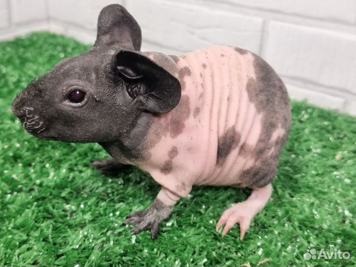 Лысые морские свинки