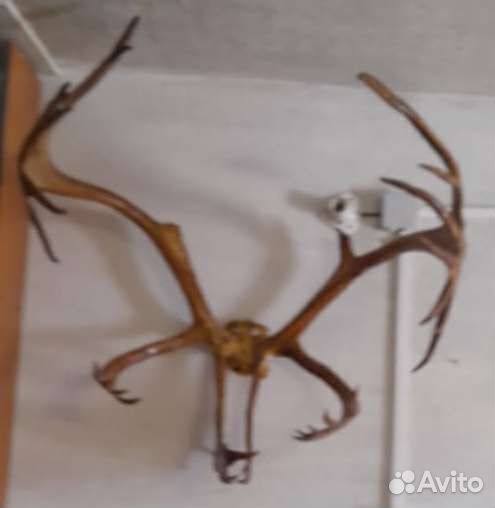 Продам рога оленя