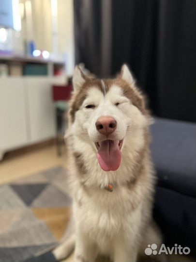 Хаски в добрые руки