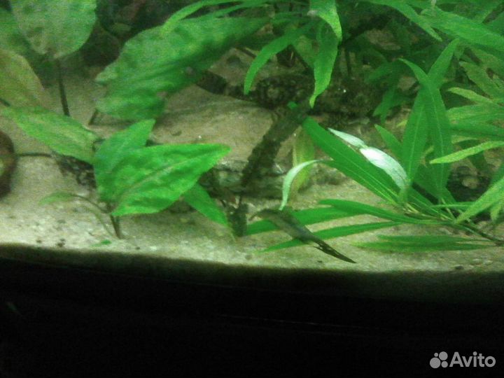 Меченосец,гуппи, моллинезия,барбус,растения
