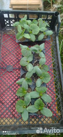 Рассада огурцов