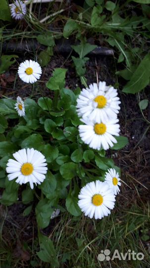 Маргаритка белая