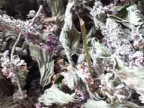Соцветия мяты перечной сушеные