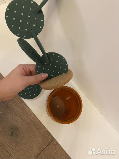 Декоративный кактус