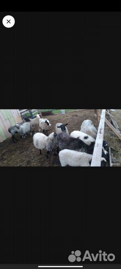 Овцы бараны ягнята