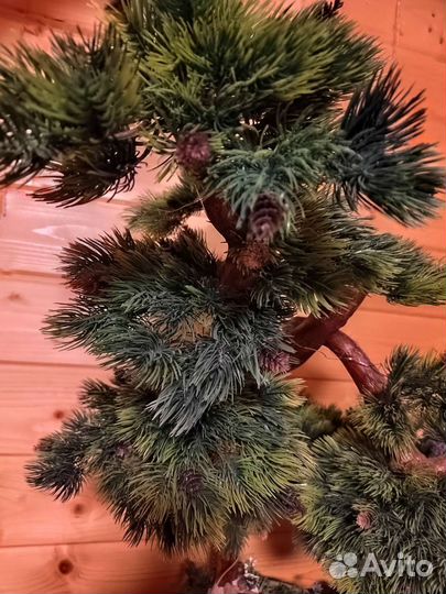 Бонсай сосна новое большое