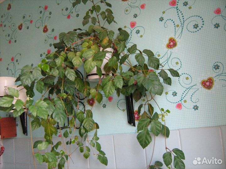 Фикус.Циссус Кактусы, Алое, Перец