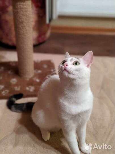 Красивая котейка совершенно бесплатно)