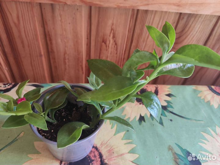 Хлорофитум кудрявый, аптения, комнатные