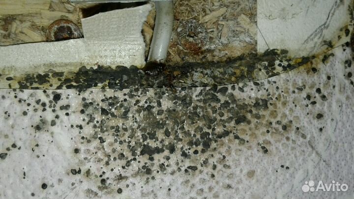 Дезинсекция Дезинфекция насекомых