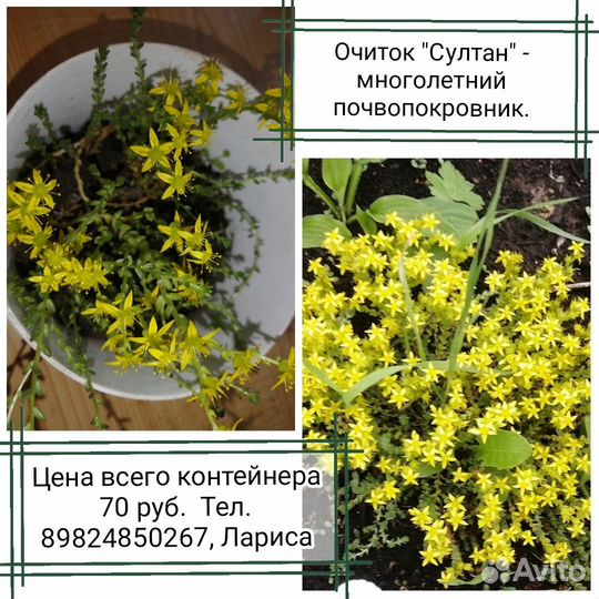 Многолетние цветы