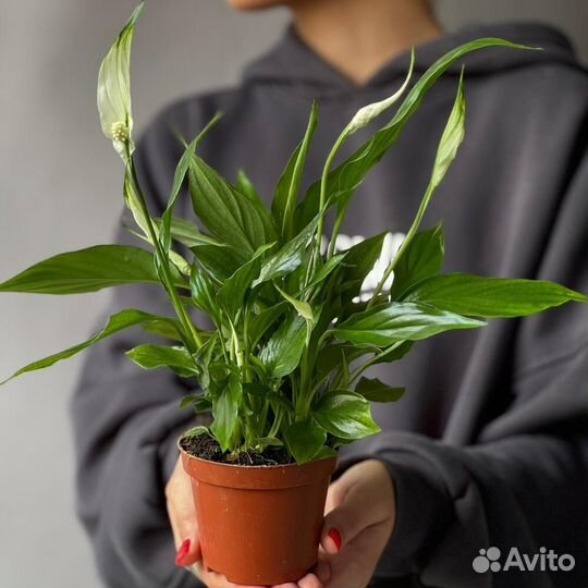 Комнатное растение Спатифилум