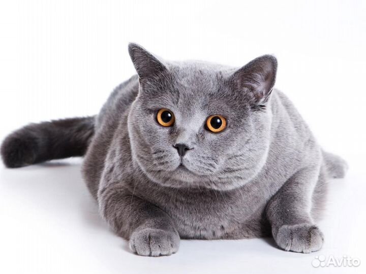 Передержка кошек