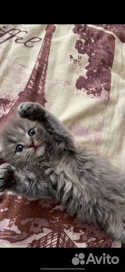 Шотландский кот вязка