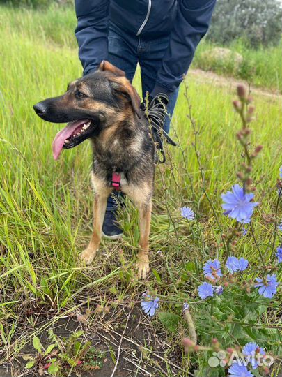 Добрая и игривая собака из приюта в дар