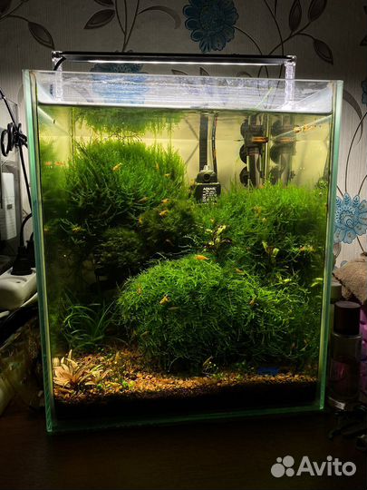 Мальки анцитруса бесплатно,Аквариумы,креветки