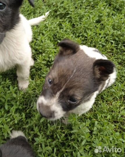 Щенки 2,5 месяца, уже сами едят