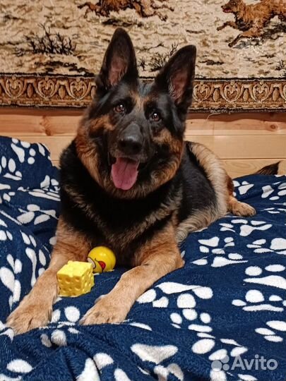 Немецкая овчарка