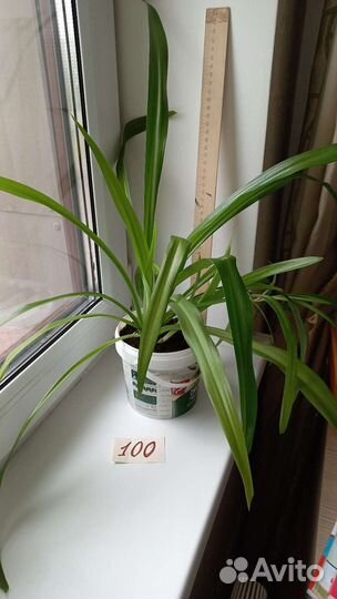 Хлорофитум (комнатные растения)