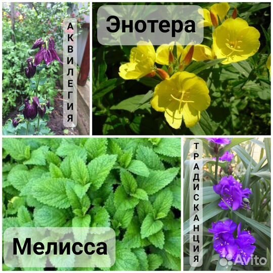 Многолетники