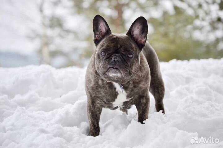 Фотограф анималист