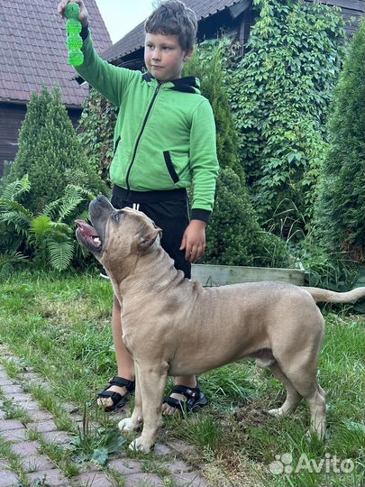 Американский булли вязка