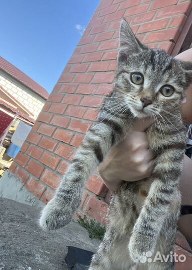 Котенок девочка в добрые руки