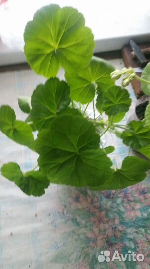 Герань королевская белая